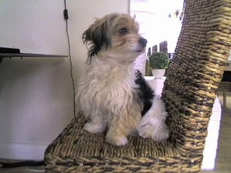 Blanding af racer Pjevs billede 2