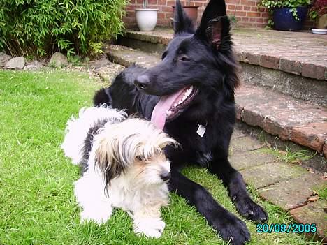 Blanding af racer Pjevs billede 4