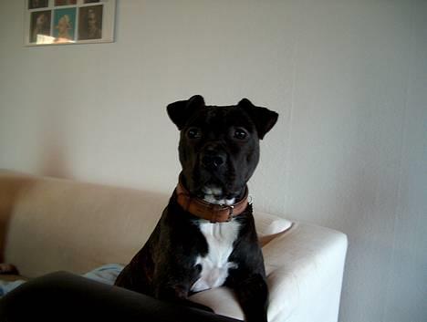 Amerikansk staffordshire terrier Bobo billede 2