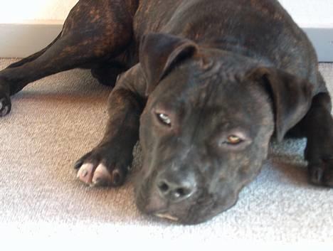 Amerikansk staffordshire terrier Bobo billede 3