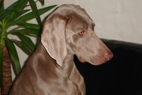 Weimaraner Chili 16.07.04 billede 8