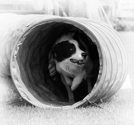 Border collie Max billede 1