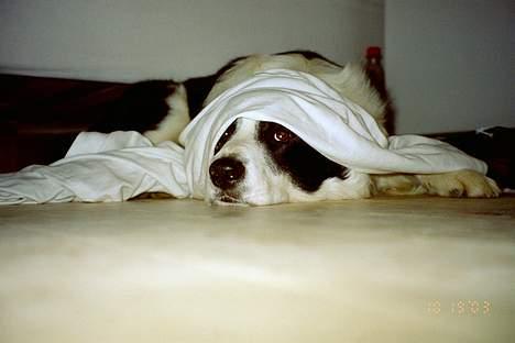 Border collie Max billede 2