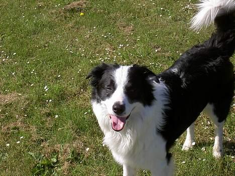 Border collie Max billede 3