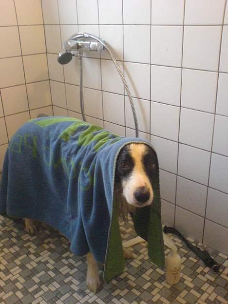 Border collie Max billede 4