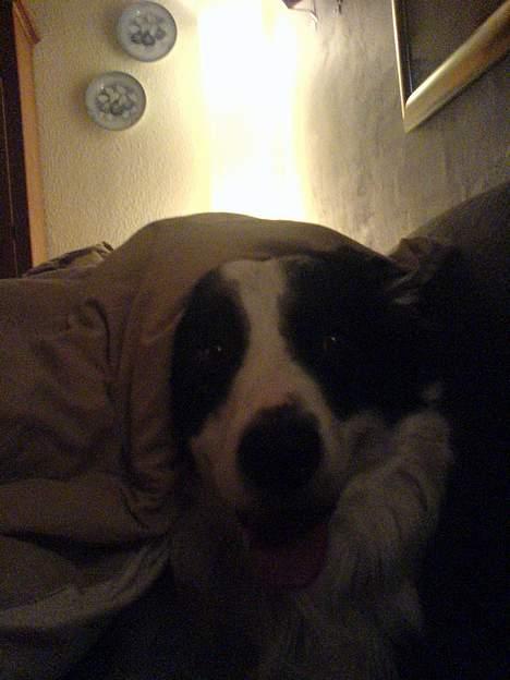 Border collie Max billede 5