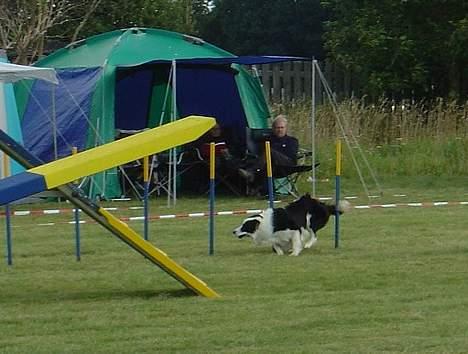 Border collie Max billede 6
