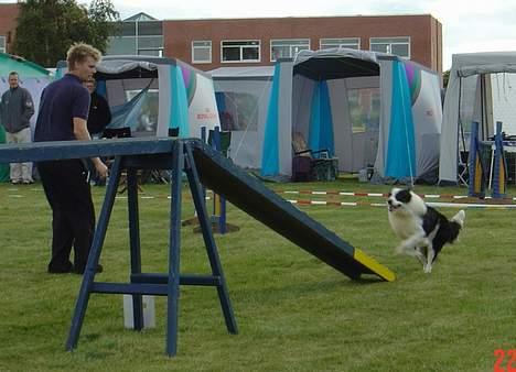 Border collie Max billede 7