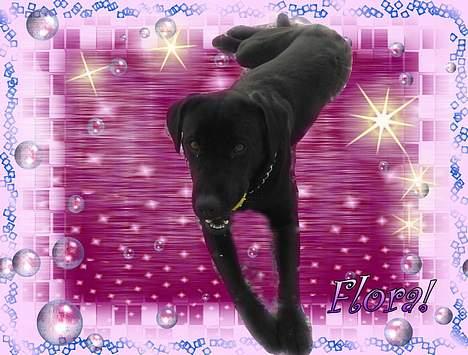 Labrador retriever flora<3 billede 11