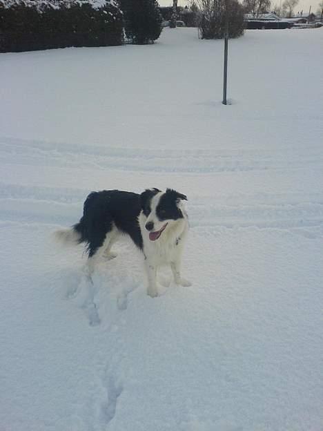 Border collie Max billede 8