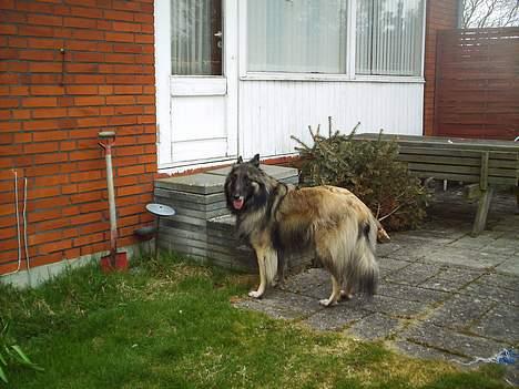 Tervueren Rollo - Rollo tror det er farligt at blive fotograferet billede 5