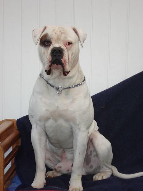 Amerikansk bulldog Østergaard´s Carlos - Er jeg ikke lækker...:o) billede 1