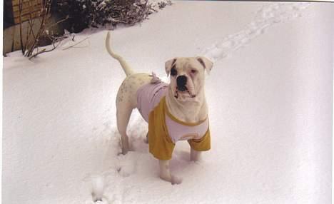 Amerikansk bulldog Østergaard´s Carlos billede 2