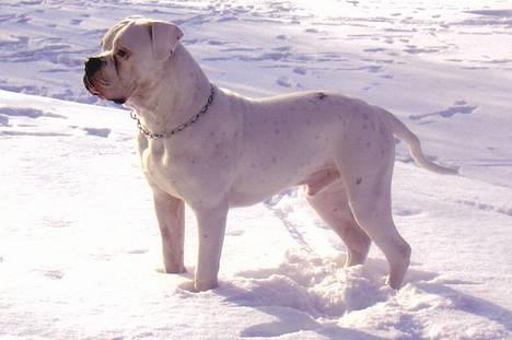 Amerikansk bulldog Østergaard´s Carlos billede 3