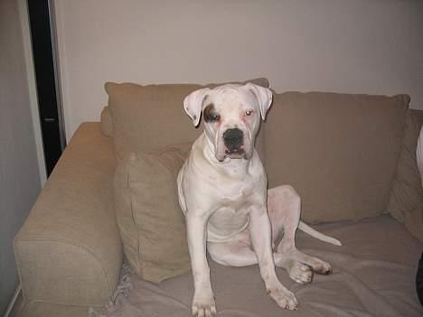 Amerikansk bulldog Østergaard´s Carlos billede 4
