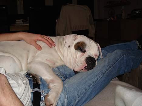 Amerikansk bulldog Østergaard´s Carlos billede 5