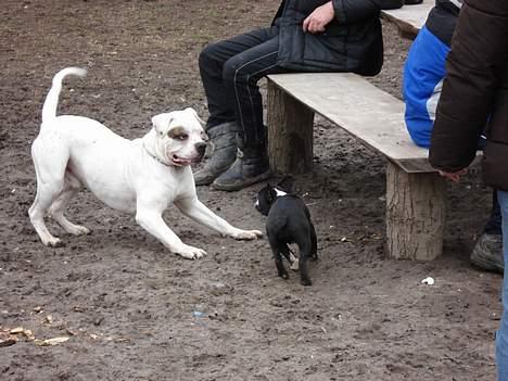 Amerikansk bulldog Østergaard´s Carlos billede 6
