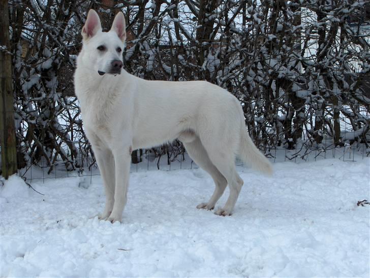 Hvid Schweizisk Hyrdehund Kappelgaards Tyson *RIP* - 26/3-08 billede 10