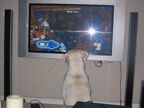 Amerikansk bulldog Østergaard´s Carlos billede 7