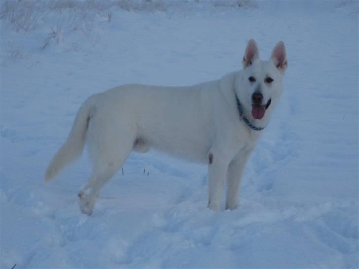Hvid Schweizisk Hyrdehund Kappelgaards Tyson *RIP* - 23/12-09 billede 11