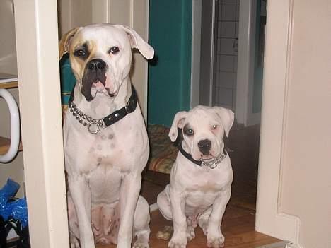 Amerikansk bulldog Østergaard´s Carlos billede 8