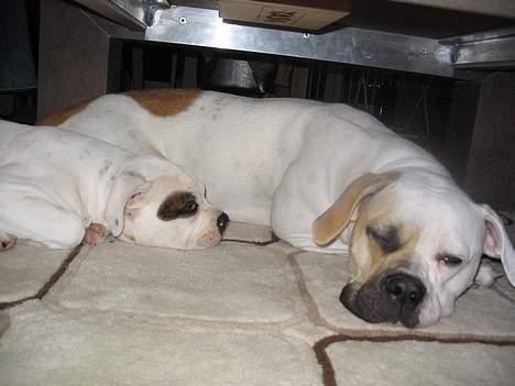 Amerikansk bulldog Østergaard´s Carlos billede 9