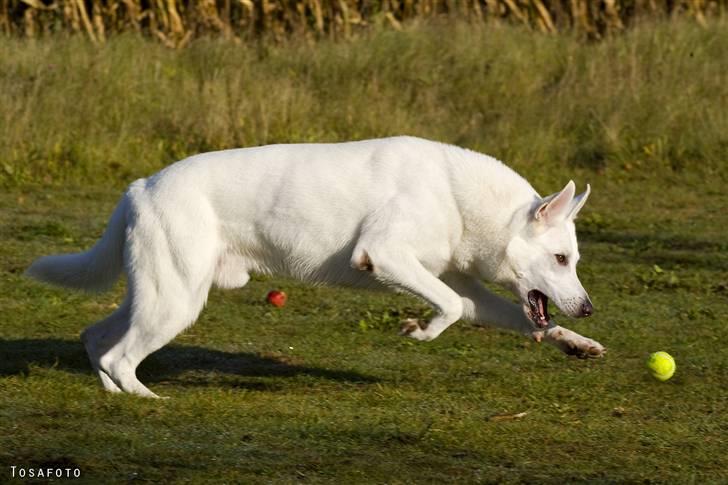 Hvid Schweizisk Hyrdehund Kappelgaards Tyson *RIP* - 2008 billede 12