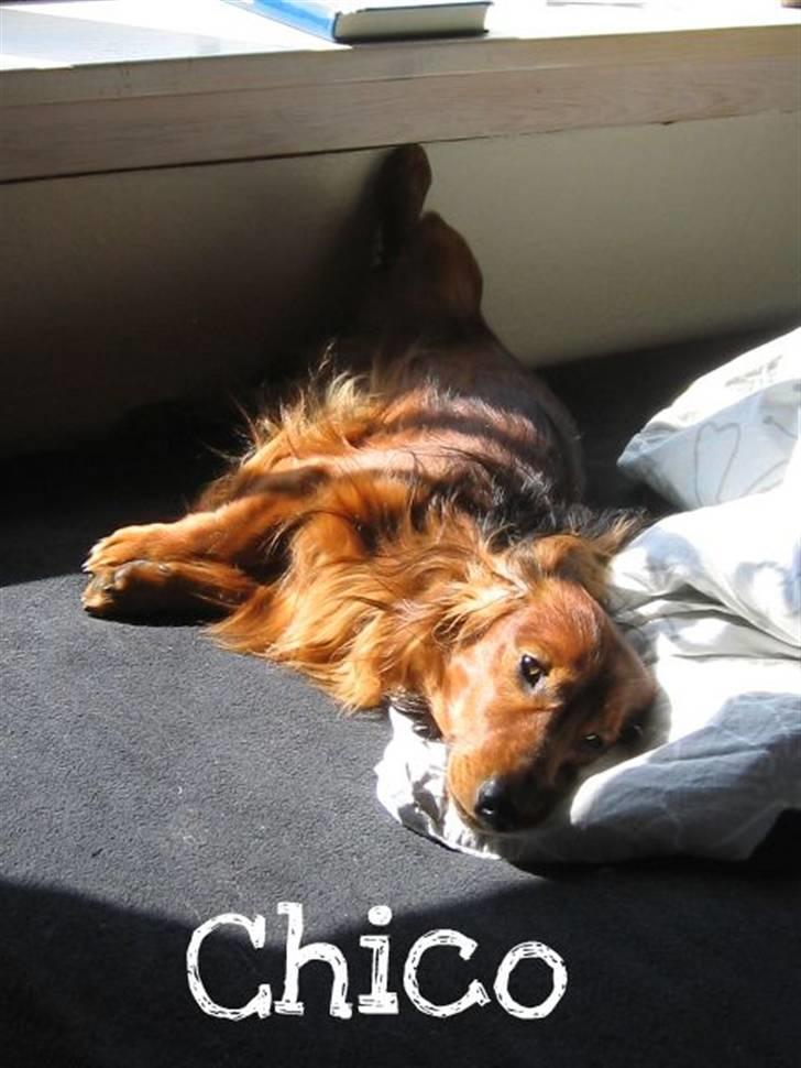 Dværggravhund Chico *3.11.05* - Velkommen til Chicos profil;) billede 1