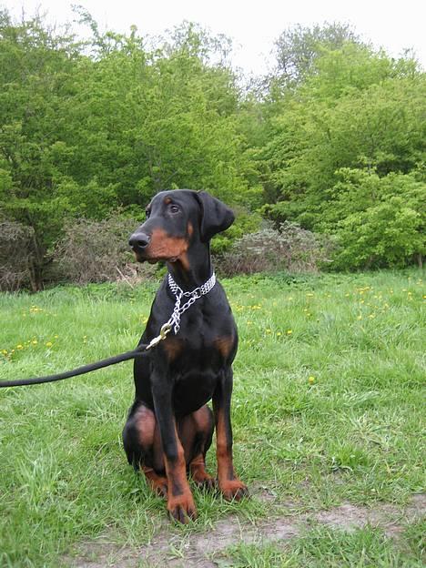 Dobermann **Kenzo** (Omplaceret) - Mmm ... Lækkermås .. billede 6