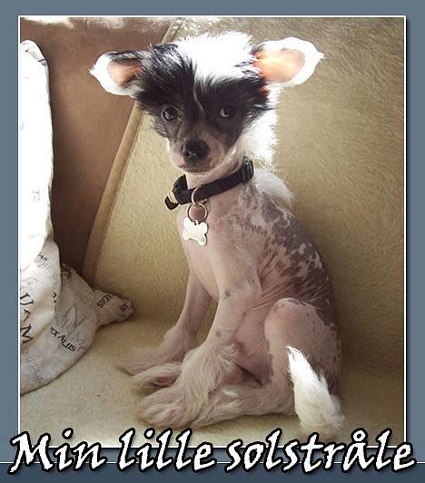 Chinese crested hårløs Caprioso Ram-Ses-Mi billede 19