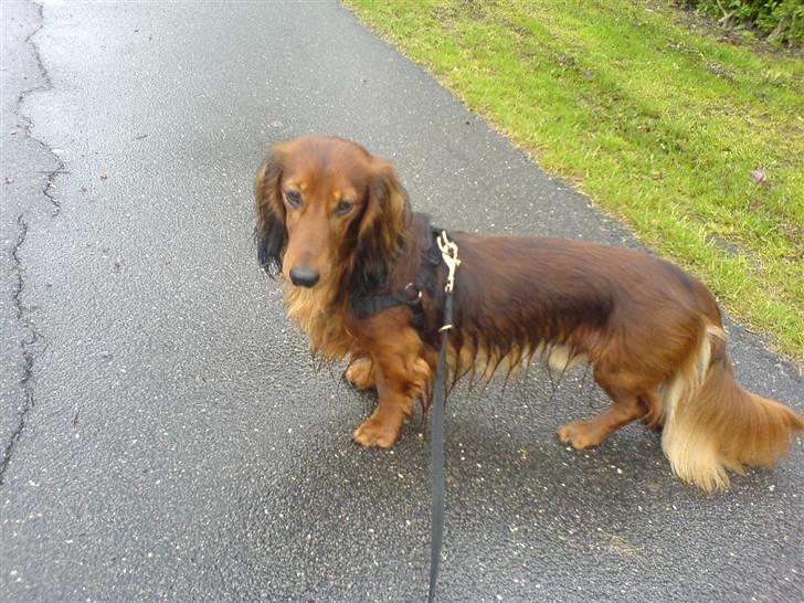 Dværggravhund Chico *3.11.05* - en våd gåtur.. billede 2