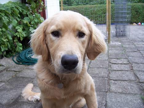 Blanding af racer Aslan "LØVEN" - Aslan udenfor billede 19