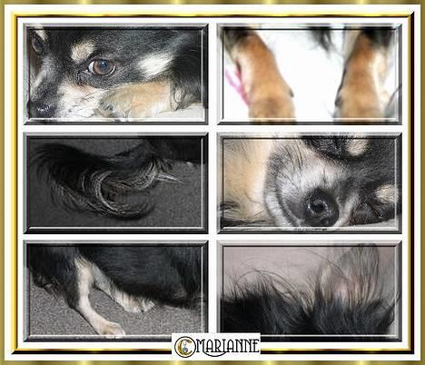 Chihuahua Lynet (Maxie 9år d.8 MAJ 2012 blev han - stykke for stykke, og alt liiiige dejligt...........smil billede 6