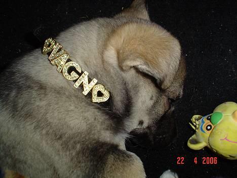 Blanding af racer Vagn - Vagn på sin første dag hjemme. billede 1