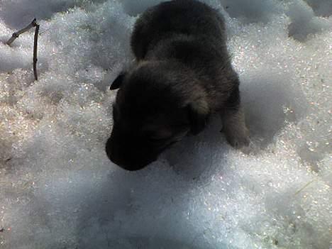 Blanding af racer Vagn - Første dag, jeg så ham. billede 2