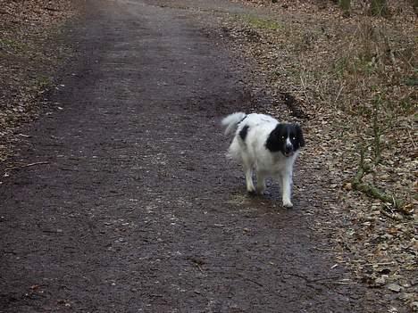 Stabijhoun Smilla - dejligt at komme ud og løbe i skoven.. billede 4