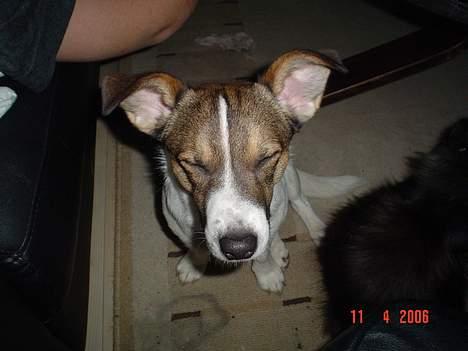 Blanding af racer Arvid billede 14