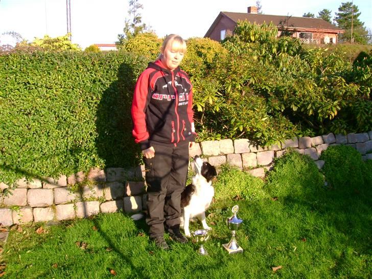 Border collie Ronja - Klubmester samt årets B-hund 2008! billede 2