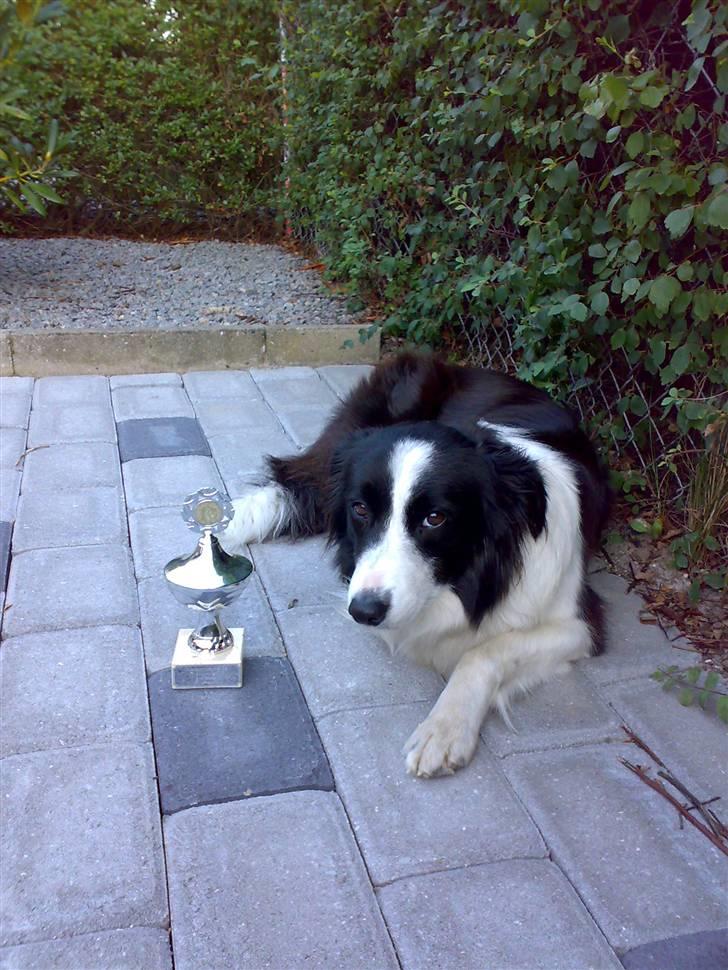 Border collie Ronja - Ronja med sin første pokal! billede 3