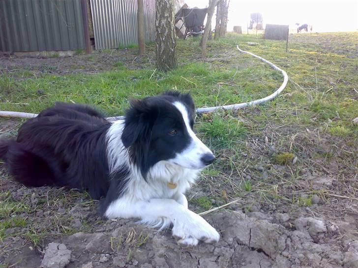 Border collie Ronja - Ronja hyrder! billede 4