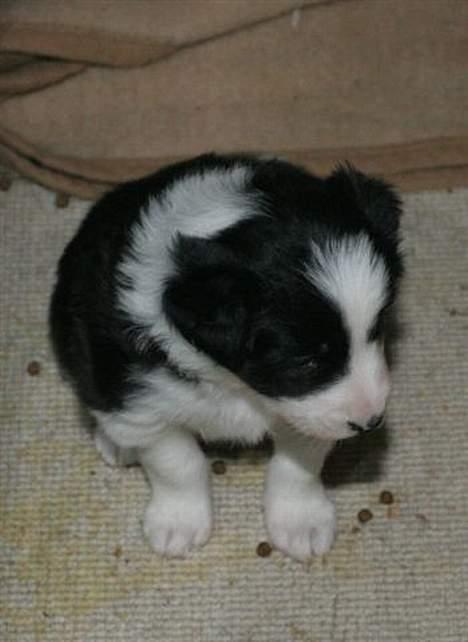 Border collie Ronja - En helt lille Border hvalp inden jeg fik hende hjem billede 5