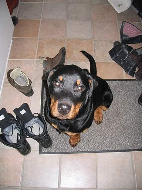 Rottweiler Elvis - Kan du virkelig være sur på mig ?  billede 9