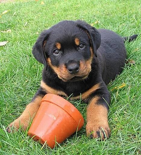 Rottweiler Elvis - Er han ikk nutted ?  billede 10