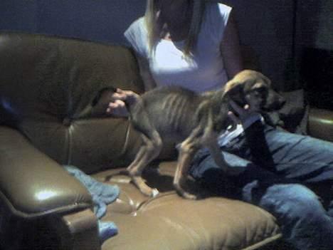 Blanding af racer Arvid - Dette er ikke min hund, det er min søsters hund som den så ud da hun hentede den fra en mand i Vordingborg. Er det ikke syndt at man kan behandle et dyr sådan??? Han skulle prøve at gå uden mad... billede 15