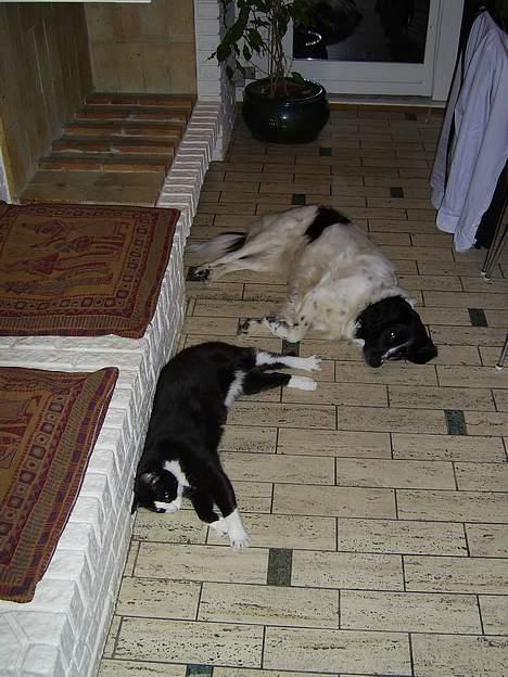 Stabijhoun Smilla - Smilla slapper af ved siden af katten max!.. billede 5