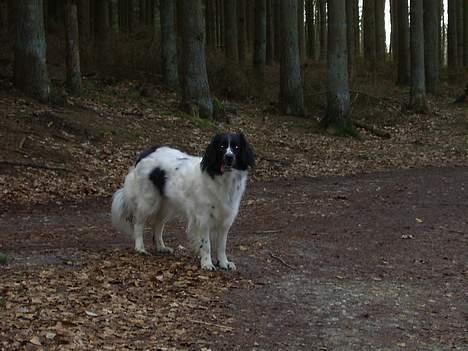 Stabijhoun Smilla - Hov.. tager i billeder af mig??.. billede 6