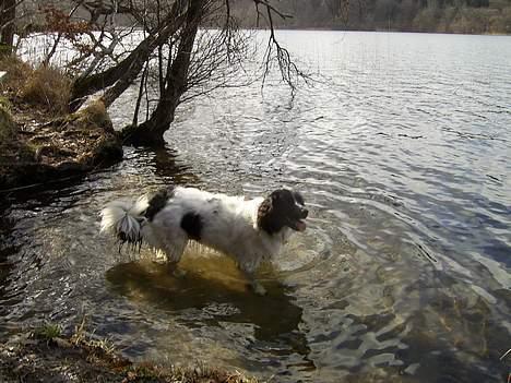 Stabijhoun Smilla - og så en lille svømmetur i søen på en varm sommerdag. billede 7