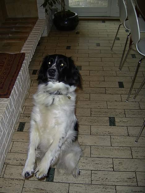 Stabijhoun Smilla - JUMP!! billede 8