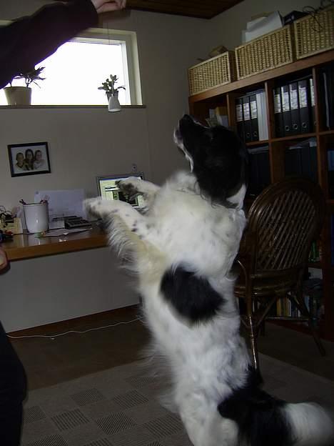 Stabijhoun Smilla - JUMP!! billede 9