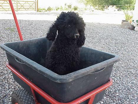 Mellempuddel Lou-Lou - Jeg hjælper min "mor og far" med havearbejde her i påsken! billede 1